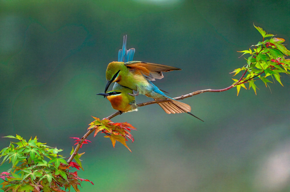 Débuter en ornithologie : comment observer les oiseaux ?