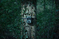 Caméra de chasse Camouflage SM4pro
