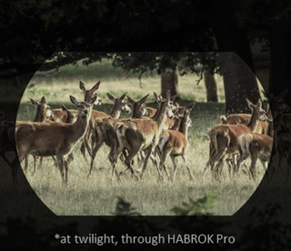 jumelles de vision thermique Hikmicro habrok HQ35LN 4k