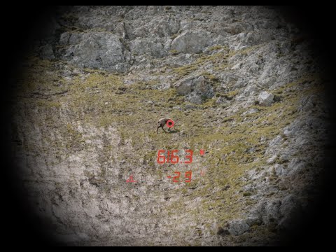 Jumelles Steiner Ranger LRF 10X42