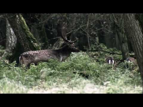 Jumelles ZEISS HT 10x54